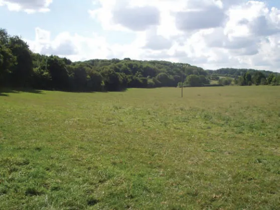 A grass field that recently produced a hammered silver groat.