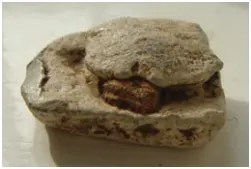 Pot mends - these could date anywhere from Roman to medieval.