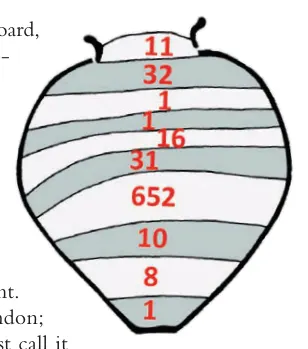 Section drawing of the pot (by Alan Graham) showing the provisional number of Carausian coins in each layer.